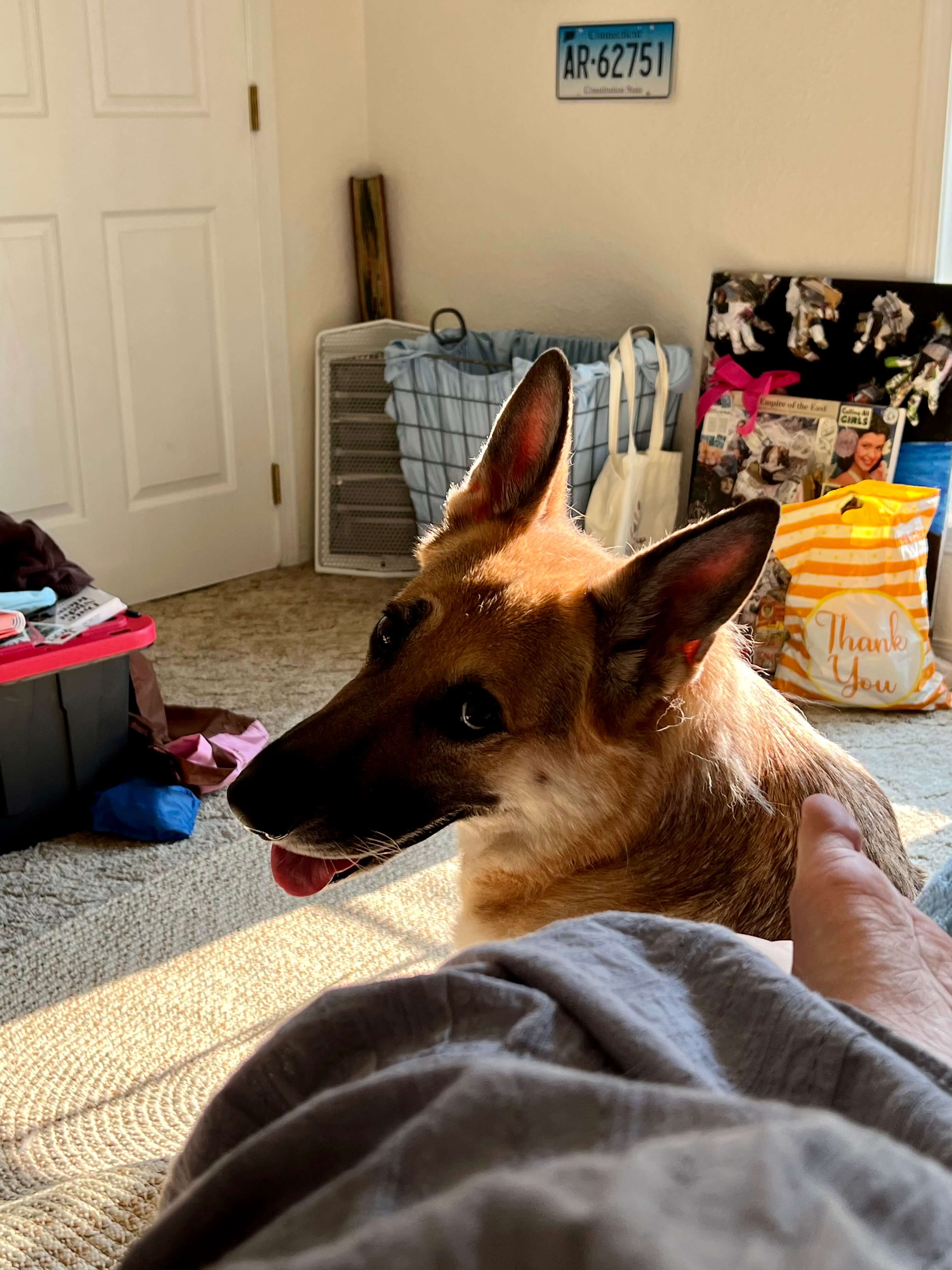 A picture of a german shepherd, Amaya