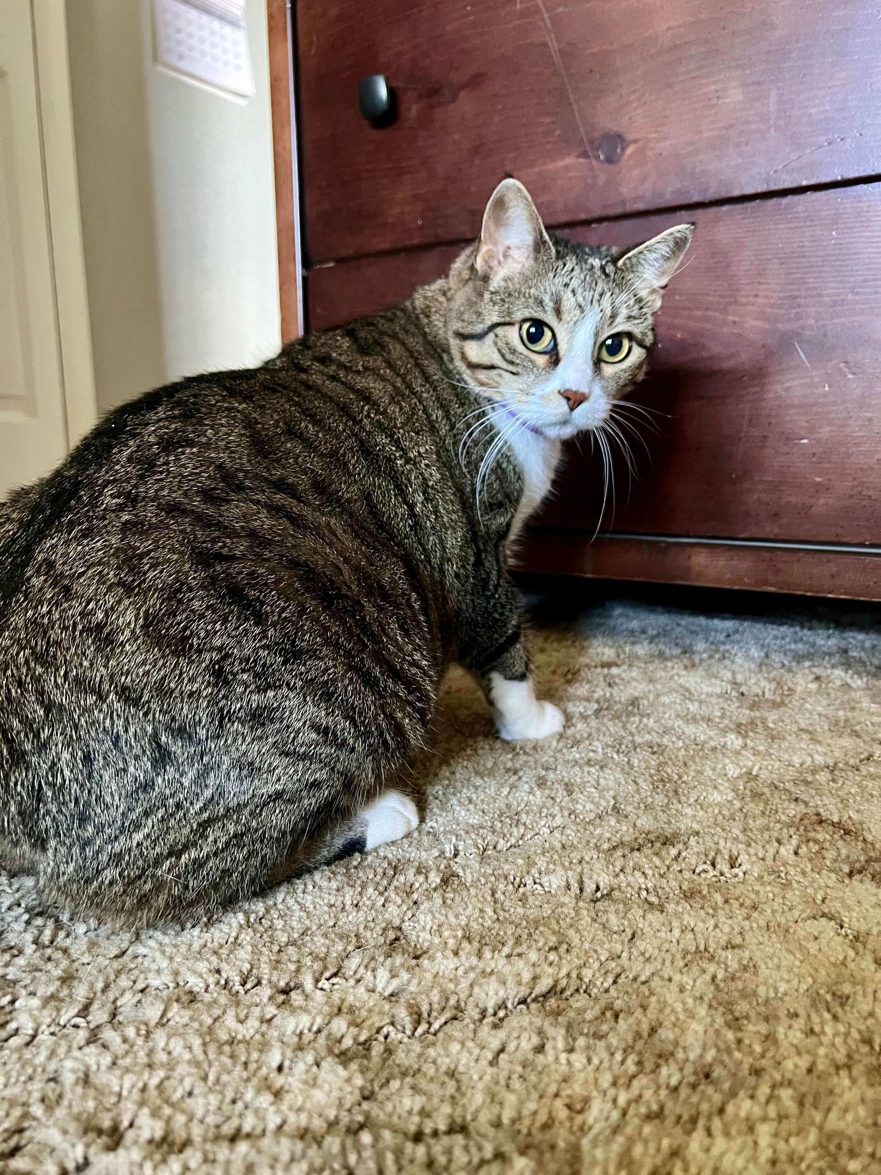 A image of the cat, Azula