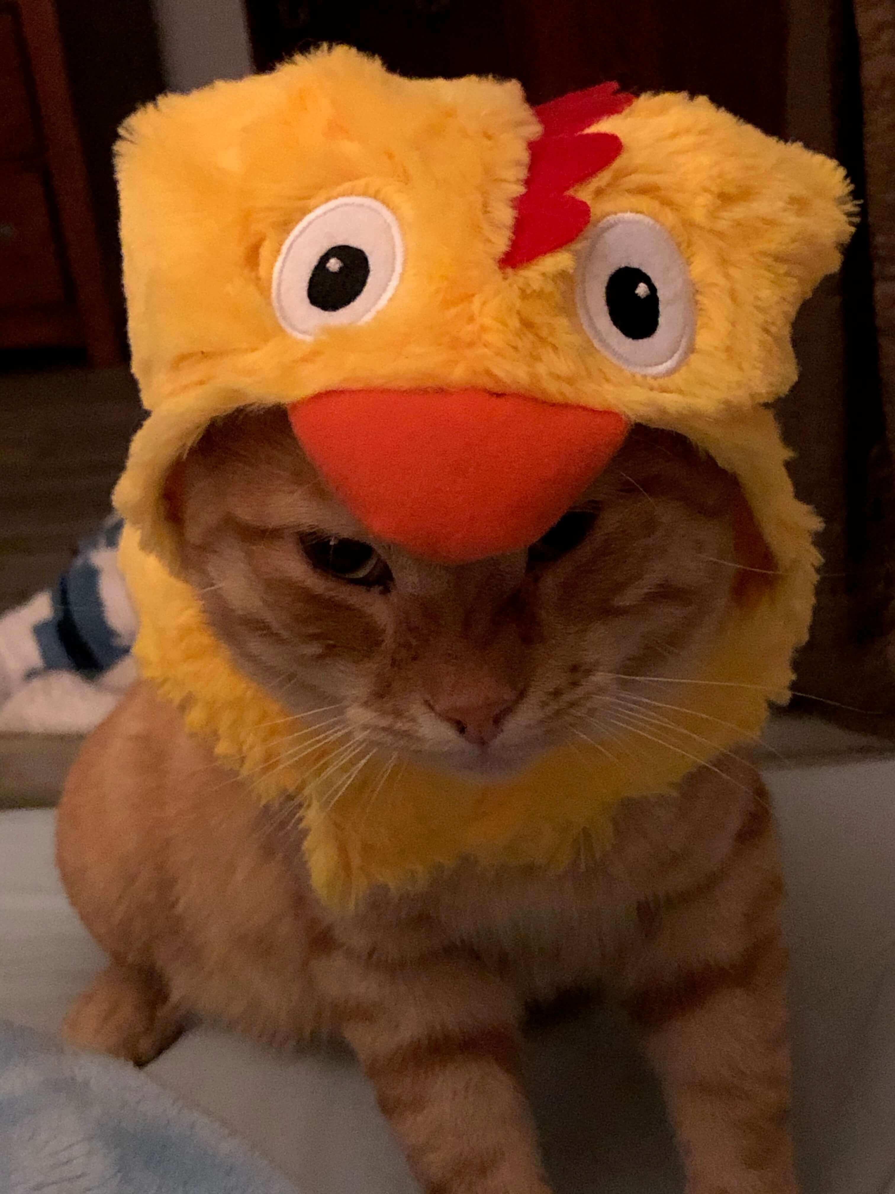 A image of the cat, Frankie
