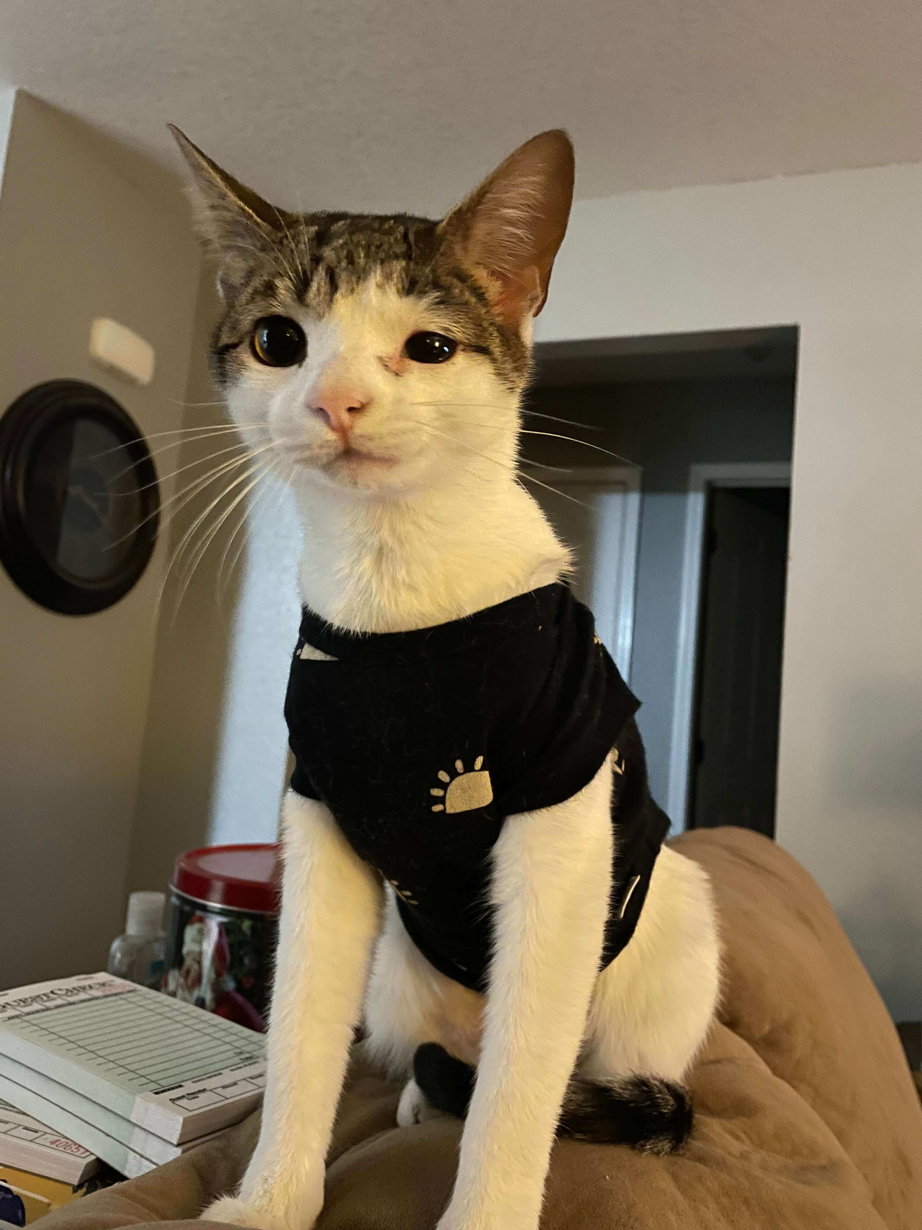 A image of the cat, Garden