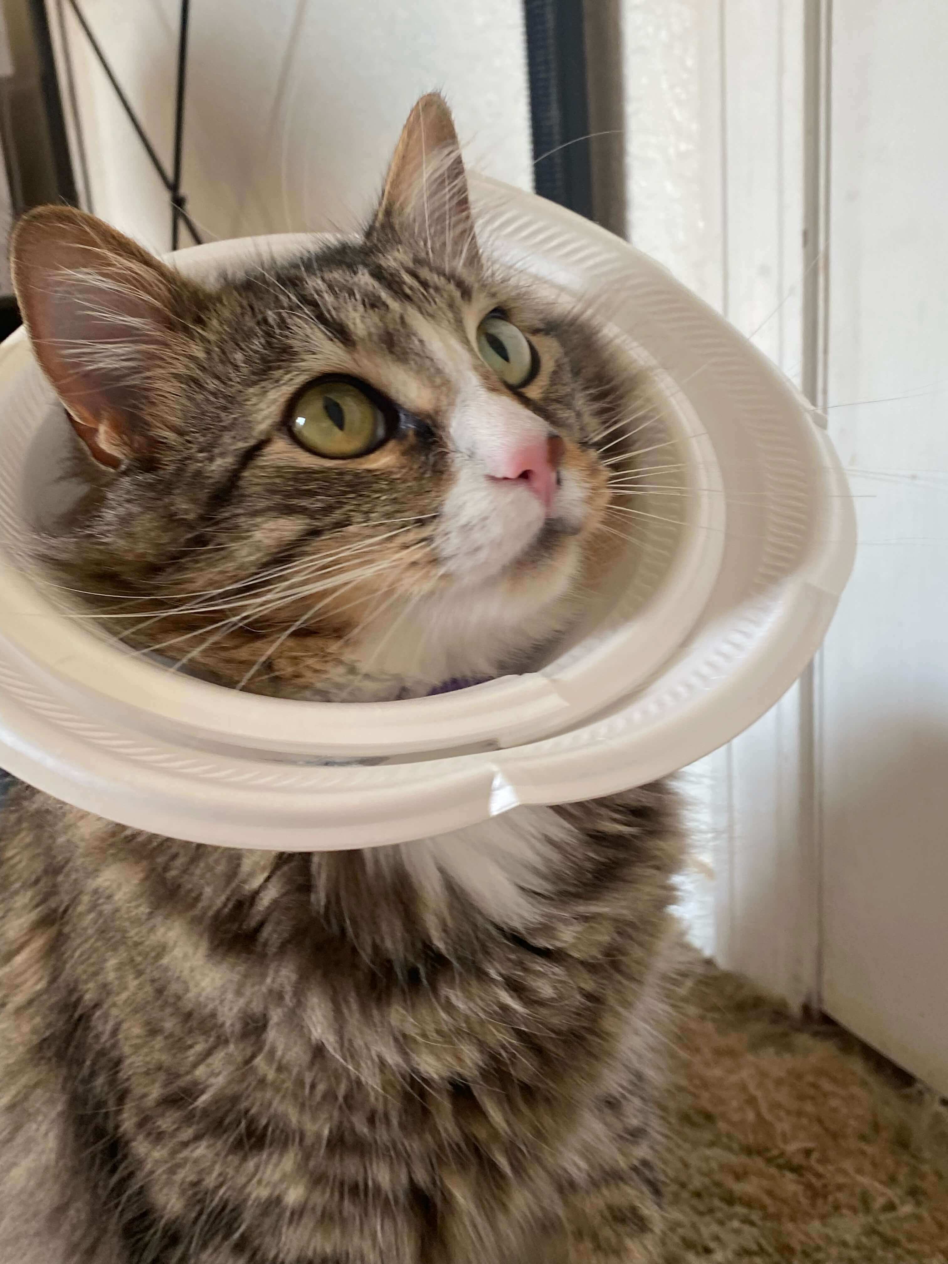 A image of the cat, River