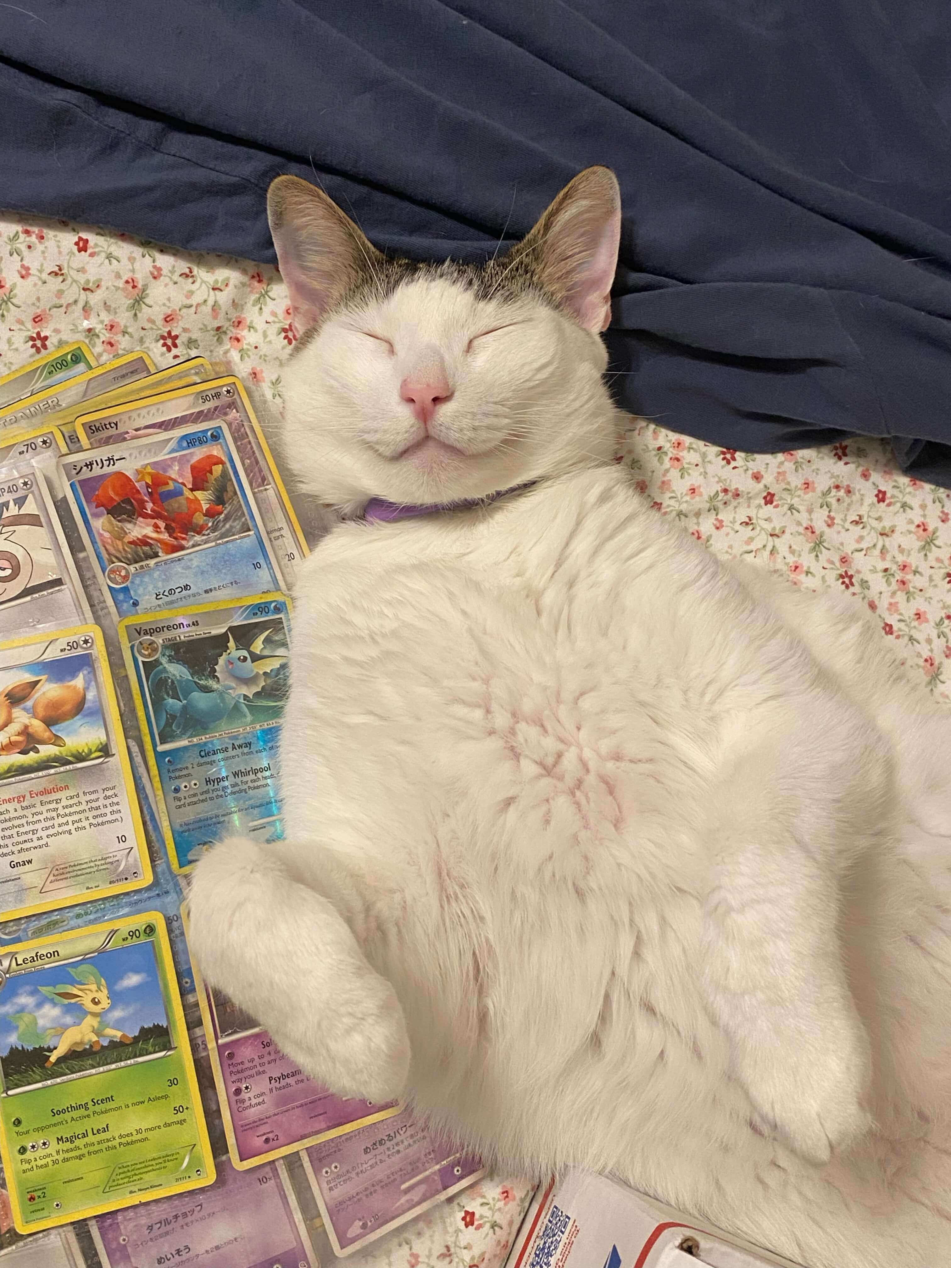 A image of the cat, Sappy